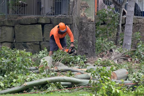 How Our Tree Care Process Works  in  Independence, KS